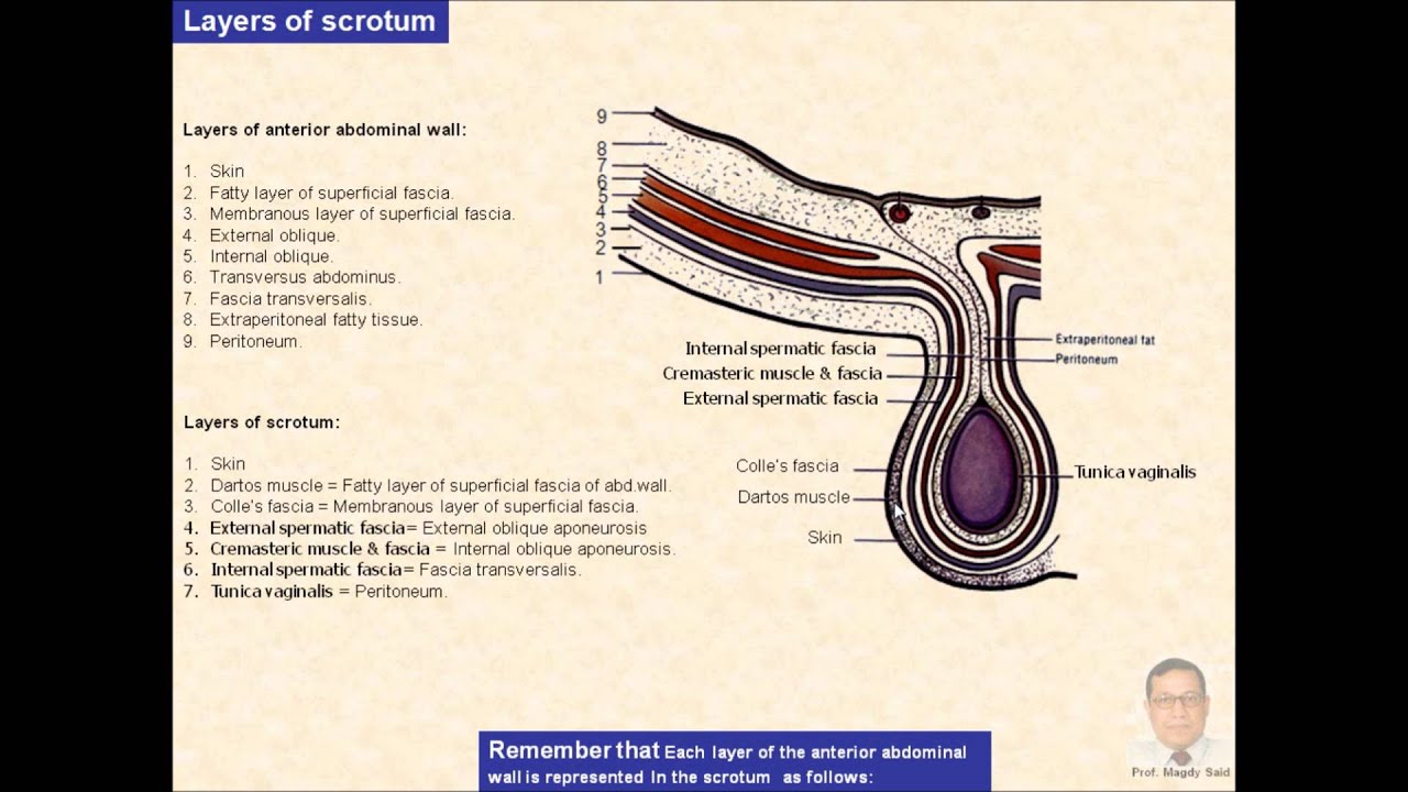 Magdy Said,Anatomy Series,Abdomen,7- scrotum,v1 - YouTube