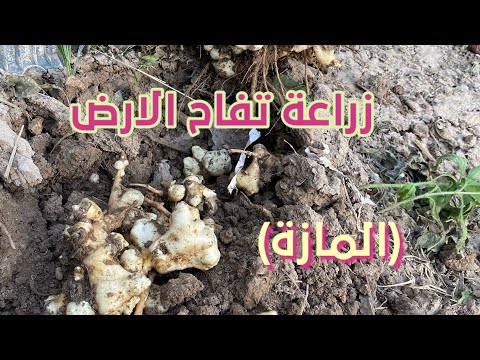 زراعةالمازة تفاح الارض