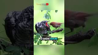 Kedasih Burung Yang Malas Membuat Sarang kedasih faktahewan