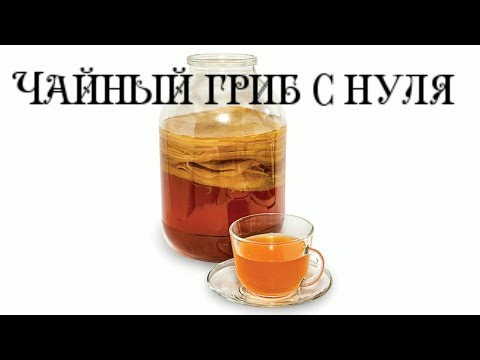 Как вырастить чайный гриб с нуля, Лайфхак