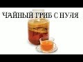 Как вырастить чайный гриб с нуля, Лайфхак