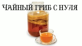 Как вырастить чайный гриб с нуля, Лайфхак