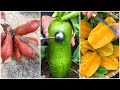 😍Farm Fresh Ninja Fruit (Oddly Satisfying Fruit Ninja) #217