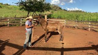 Third Day Of Taming The Donkey part 1 coal taming tamer