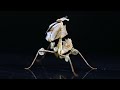 名古屋の生き物イベント、ナゴレプで買った激レア虫達を全て公開します