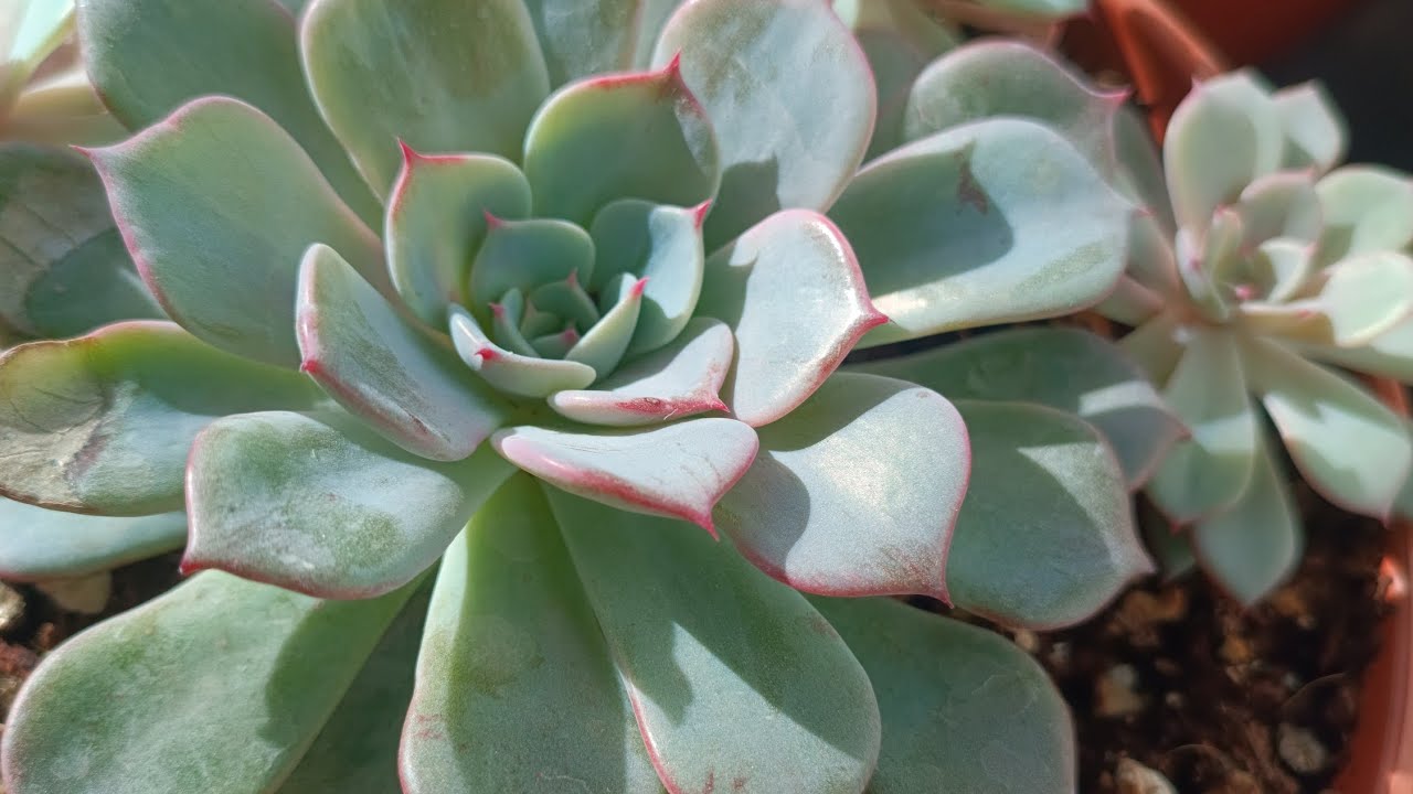 Balkon turu renklenen sukulentler🥰❤️ #sukulentsatışı #sukulent #sukulentbakımı #succulent #garden 