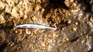 LUBINAS EN CANTABRIA