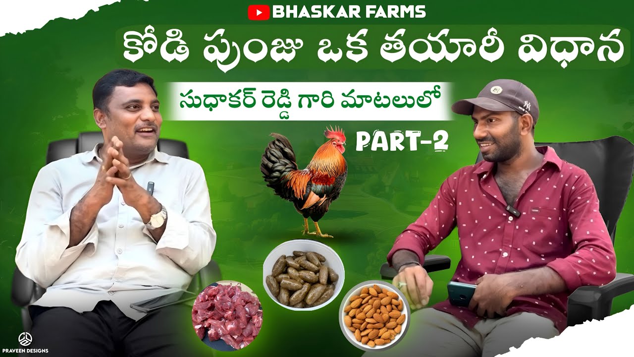 కోడి పుంజు ఒక తయారీ విధానం ||సుధాకర్ రెడ్డి గారి మాటలో