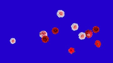 Hiệu ứng hoa rơi phong nền xanh(Blue background of falling flowers effect)
