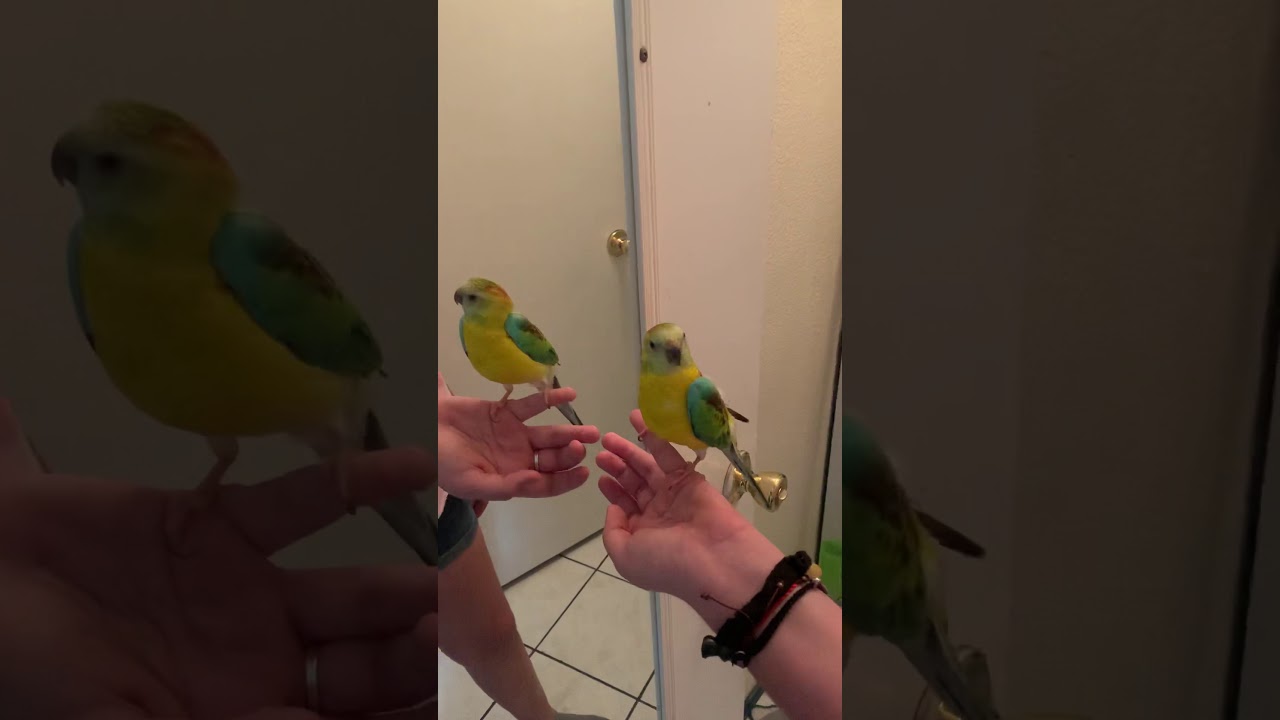 Singing red rump bird - YouTube