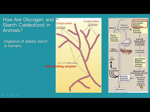 生化線上課程-Metabolism of Glycogen and Pentose Phosphate Pathway-肝醣代謝與戊糖磷酸代謝途徑-Part1