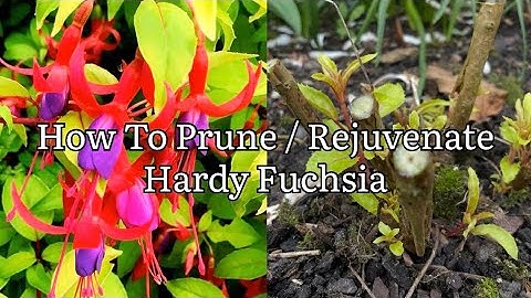 How To Prune Hardy Fuchsia, How To Rejuvenate Hardy Fuchsia