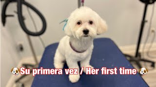 🐶Peluquería de un cachorro por primera vez / Grooming a puppy for the first time 🐶
