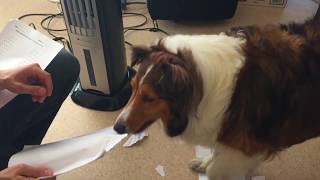 Confidential Shredding