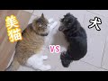 猫と犬一緒に飼ったらこうなりました【保護猫/犬】