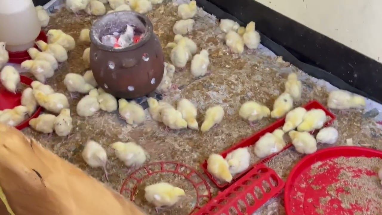 JINSI YA KULEA VIFARANGA VYA BROILER  KWA NJIA YA ASILI BILA VIFO ❤️👌