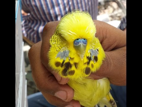 Birds market Karachi Lalokhet one of the best video of parrots weekly report in Urdu/Hindi. Birds market Karachi Lalokhet one of the best video of parrots weekly report in Urdu/Hindi.