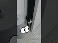 #cats : No privacy! 😅👀🤣💙#catsrule #cutecats #catslovers #funnycat