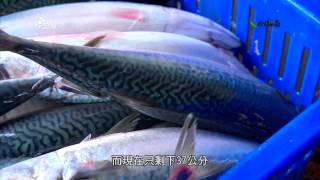 【海鮮文化】鯖之祭鯖魚的過漁危機(我們的島 第684集20121203)