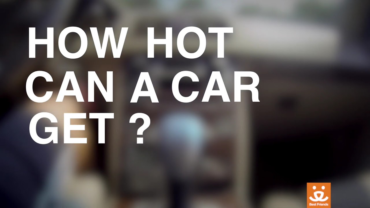 dogtown menu Don't leave your pets in a car in the summer!