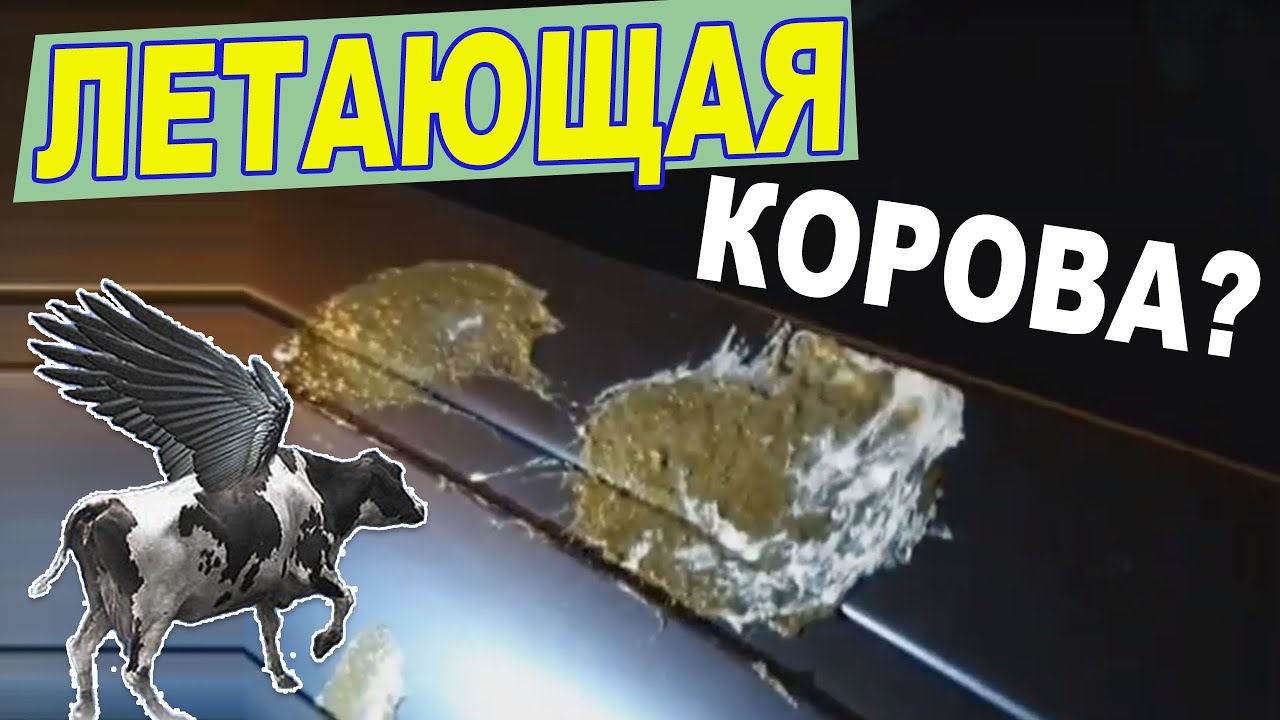Птица насрала на машину