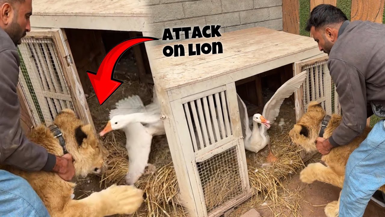 Mother Ducks Ny Bacho Ko Bachane Ki Khatir Lion Pr Attack kr Diya😍