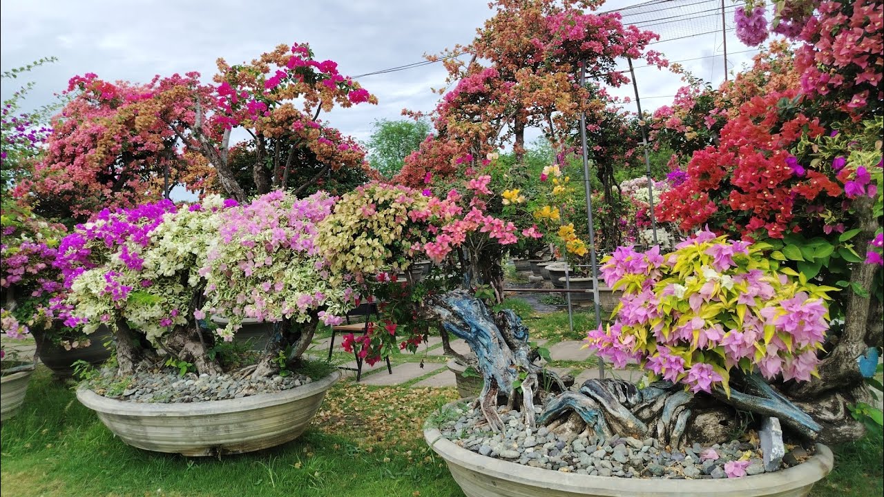 HOUSE OF RARE BOUGAINVILLEA 