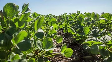 2016 Chamberlain, SD Soybeans   No Till