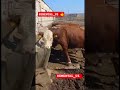 SEMENTALUZ#chorva#tiktok#instagram#farm#farming#cow#bull#ferma#geremfort#angus#avlikol#semental#buqa