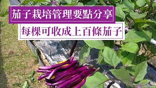 茄子要一棵收成百條以上，必須要有關鍵措施，以及必要的種植 ... 