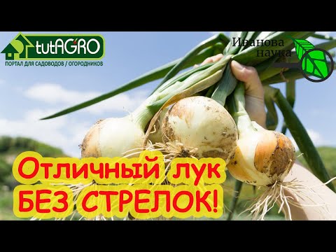 Ваш лук никогда ) не будет стрелковаться! Только качественная репка без стрелок. Простой способ.