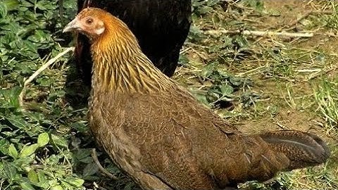 tiếng gà mái rừng mới nhất Suab poj qaib seev zoo heev li 2022