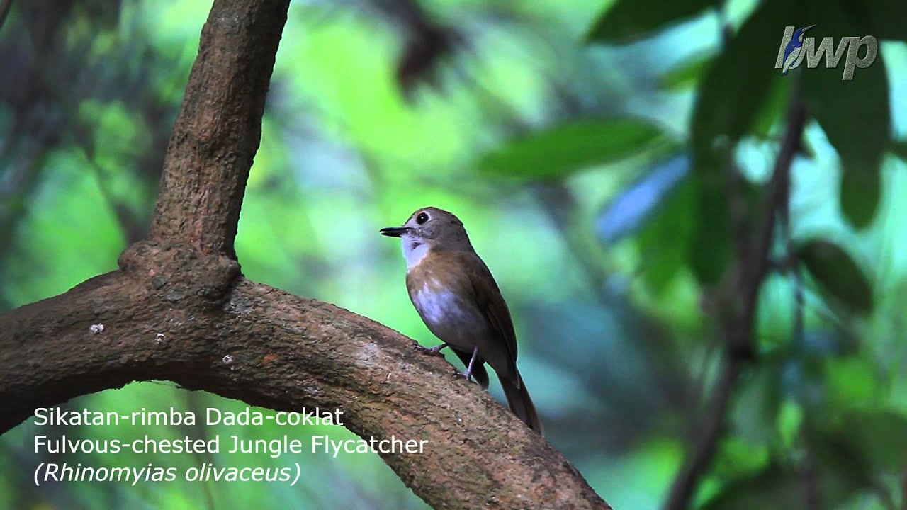 Fulvous Chested Jungle Flycatcher Rhinomyias Olivaceus By Budi