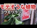 コウモリラン板付け