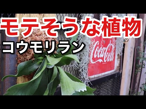 コウモリラン板付け