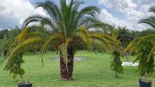 Canary Island Date Palms/Mast Trees For Sale/Buy Large Palms in Florida/Large Trees for Sale Canary Island Date Palms/Mast Trees For Sale/Buy Large Palms in Florida/Large Trees for Sale