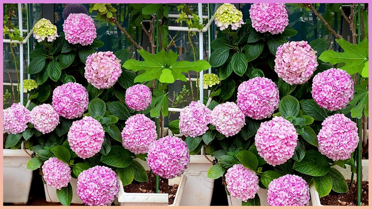 Your hydrangea will bloom a lot when cared for in this way YouTube