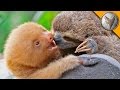 Sloth vs Sloth!