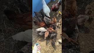 feed time view #new #chicken #explore #pets #yt #vlog #rooster #indian #chicks #reels #newreel