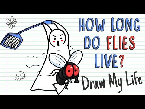 HOW LONG DO FLIES LIVE? | Draw My Life