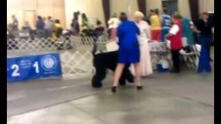 Black Russian Terrier Bob 06.21.13.2