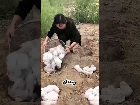 كيف أنقذت الأرانب صحراء الصين