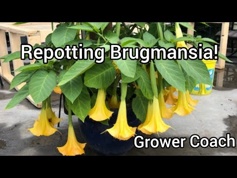 Video: Brugmansia Care - Hoe om Brugmansia-plante in potte te kweek