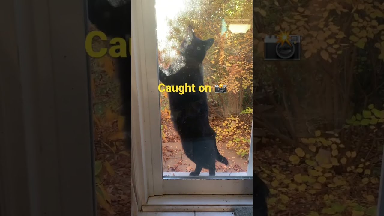 Cat Burglar Caught on Camera Trying to Break In The House 🏡 🐈‍⬛🫢