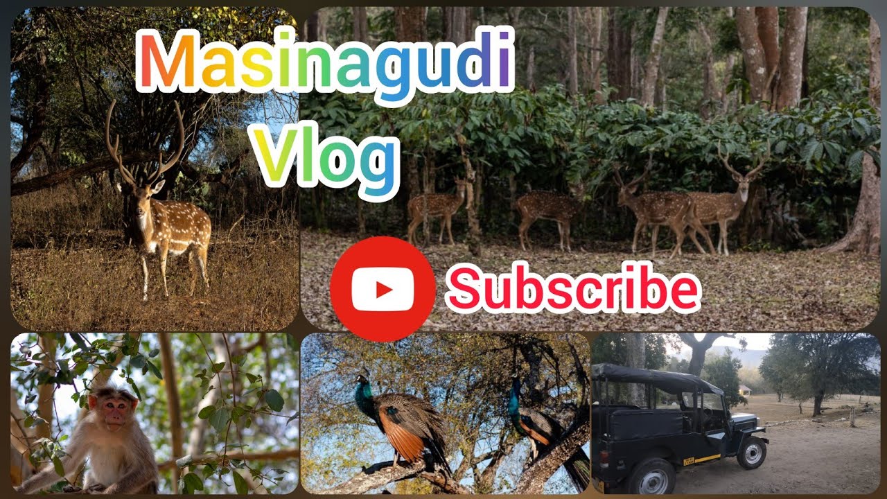 Masinagudi Vlog நாங்க என்னவெல்லாம் பார்த்தோம் நீங்களும் பாருங்க #masinagudi #trip #animals #peacock