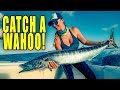 BEST WAHOO Tips You'll Ever Hear