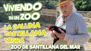 La gallina Castellana Negra