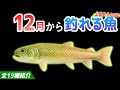 【あつ森】12月から釣れる魚を全て紹介！魚影や出現時間・場所・値段・釣り方のコツも解説！イトウやリュウグウノツカイなどレア魚が登場！【あつまれどうぶつの森　12月の魚図鑑コンプリート】