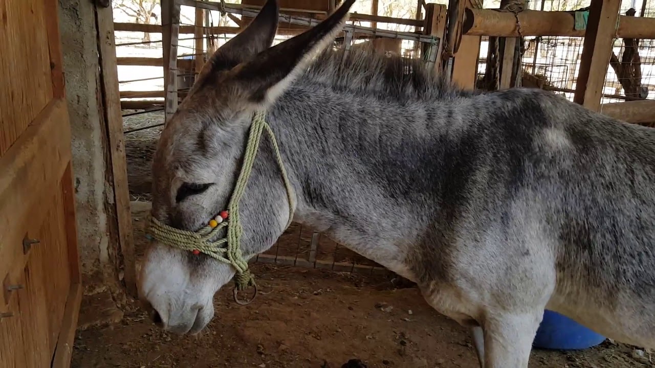 Girit'te Bir Eşek Cenneti