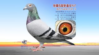 【瓦特】B22-6041547
